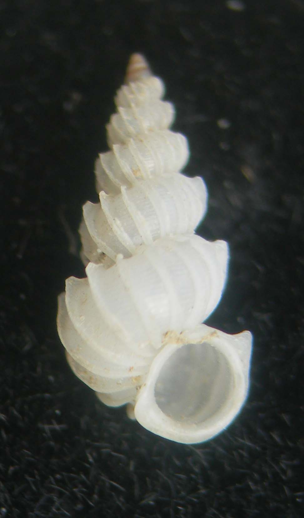 epitonium algerianum